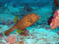 Yellow boxfish (which become elongated and grey colored with age); Felidhe Atoll