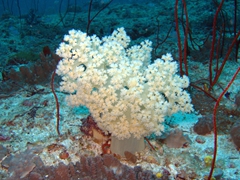 Pretty soft coral; Felidhe Atoll