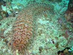 Sea cucumber; South Male Atoll