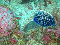 Juvenile Imperial Angelfish; South Male Atoll