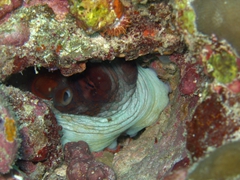 Octopus wedged into coral; South Male Atoll
