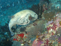 Starry pufferfish; South Male Atoll
