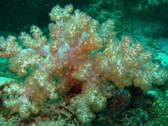 Soft coral; North Male Atoll