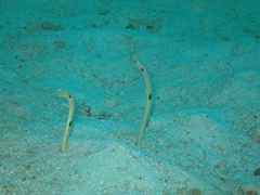 Black-spotted garden eel; “Sunlight Thila”; North Male Atoll