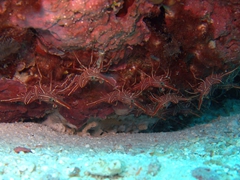 Scarlet cleaner shrimp at the manta cleaning station “Sunlight Thila”; North Male Atoll