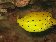 Juvenile yellow box fish; North Male Atoll
