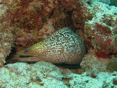 Undulated moray eel; North Male Atoll
