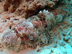 Smallscale scorpionfish, a master of camouflage; North Male Atoll