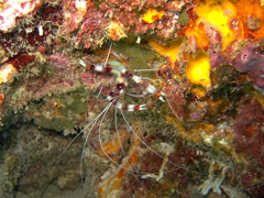 Banded coral shrimp; North Male Atoll