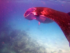 Side shot of a manta; South Male Atoll