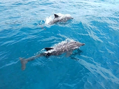 Dolphins next to our dive dhoni celebrate our last dive with MY Sheena