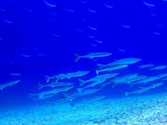 A shoal of remora (suckerfish); "fish factory" dive site; North Male Atoll