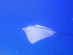 A remora hitches a ride on a sting ray; North Male Atoll