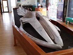 Skeleton of a 13 meter bryde's whale; Charles Darwin Research Station