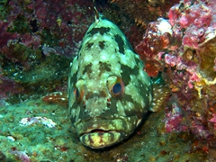 Close up of a flag cabrilla fish (starry grouper); Darwin's Arch