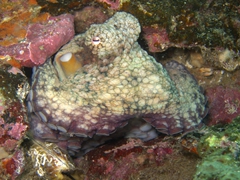 An octopus tries to hide in coral; Cousin's Rock