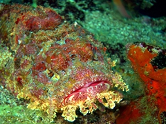 The face only a mother could love! Close up of a pacific spotted scorpionfish; Cousin's Rock