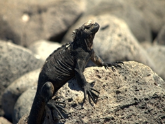 A marine iguana perched on lava rock; North Seymour Island