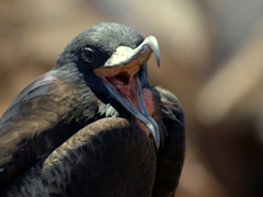 Check out the sharp, curved beak of this frigatebird!
