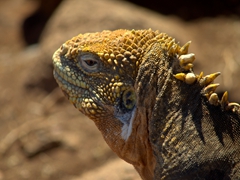 Profile of a land iguana