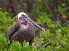 Galapagos brown pelican
