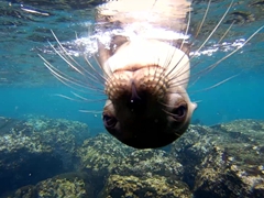 A curious sea lion checks us out; Playa Mann