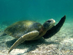 A turtle performs stretching exercises; La Loberia