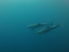 Dolphins zipping around us during a safety stop; Wolf Island