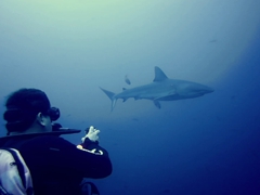 Paulo getting up close and personal with a galapagos shark; Wolf Island