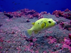 Golden pufferfish