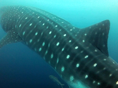 The female whalesharks at Darwin's Arch are so big that even a GoPro's wide angle isn't enough!