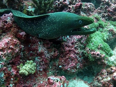 A giant moray eel poses for its closeup; Wolf Island