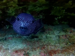 Guineafowl pufferfish; Cousin's Rock