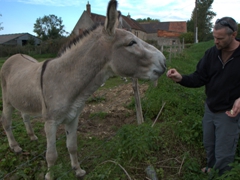 Robby feeding a hungry mule