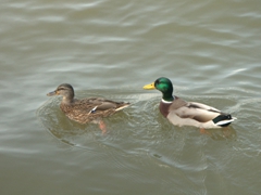Hungry ducks begging for treats at the dock in Clamecy