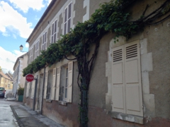 Grapevine growing in Mailly-la-Ville