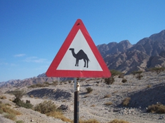 Yield to camel signpost between Aqaba and the Dead Sea