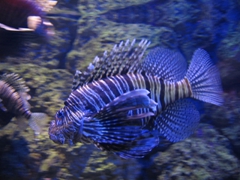 Lion fish at the Scientific Center Aquarium