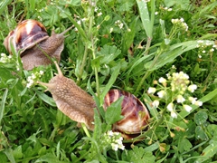 Snails rejoicing in the rain; Khndzoresk 