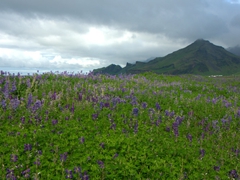 A beautiful lupine field; near Vík