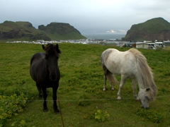 Horses grazing in a pasture on the Westman Islands