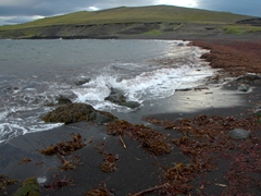 Red seaweed on Vikin Beach; Heimaey Island

