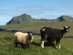 Curious sheep check us out; Stórhöfði