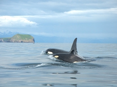 Orcas! We were thrilled to have dozens of killer whales swimming all around us on our Westman Islands tour

