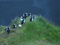 A midnight view of the puffins of Dyrhólaey. They look happy to be back after a long day at sea!