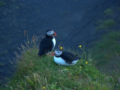 Close up of a pair of puffins; Dyrhólaey
