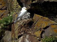 A seagull mother and chick, Borgarfjörður Eystri

