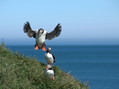 Puffins are the most ungraceful birds when they land. This one reminded us of a helicopter frantically crash landing