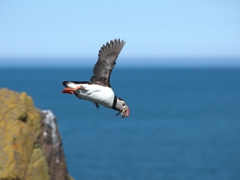 Mid-flight photo of a puffin carrying fish