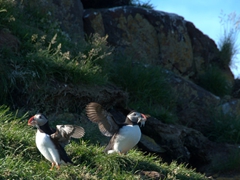 We couldn't get enough of the puffins so we returned in the late afternoon to catch a bit more of their antics;  Borgarfjörður Eystri